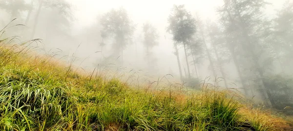 霧に包まれた森の風景 — ストック写真