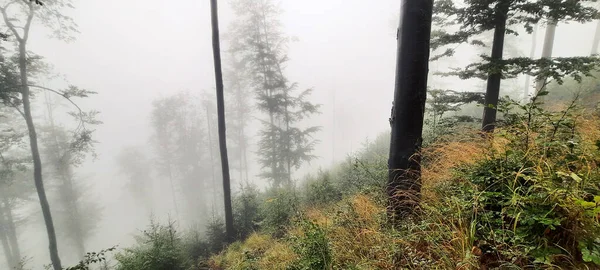 Waldlandschaft Nebliger Zeit — Stockfoto