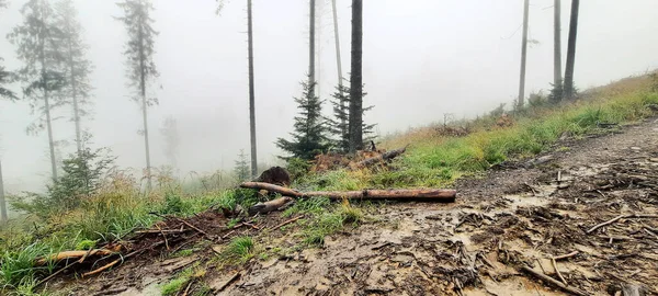 Paisaje Forestal Tiempo Niebla —  Fotos de Stock