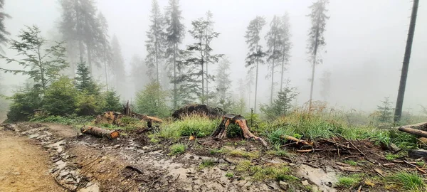 Waldlandschaft Nebliger Zeit — Stockfoto