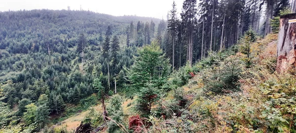 Paisagem Montanhas Com Floresta Polônia Europa — Fotografia de Stock