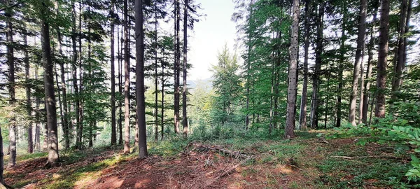 Paisaje Montañas Con Bosque Polonia Europa —  Fotos de Stock