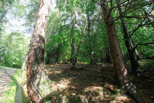 Hegyvidéki Táj Erdőkkel Lengyelország Európa — Stock Fotó