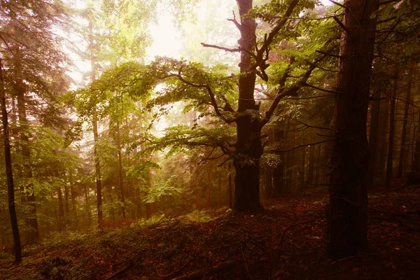 Paesaggio Montagne Con Foresta Polonia Europa — Foto Stock