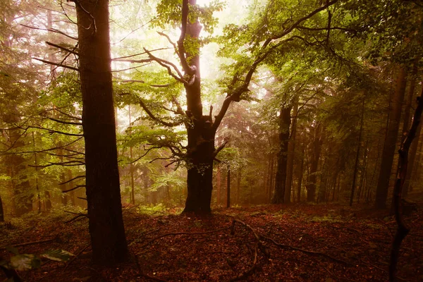 Krajina Lesy Polsko Evropa — Stock fotografie