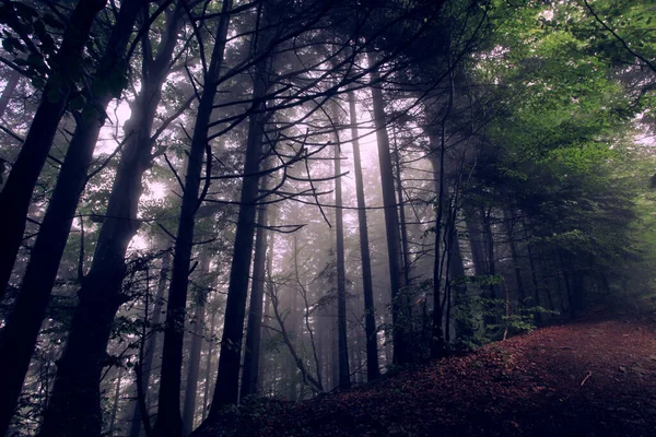 Δάσος Τοπίο Ομιχλώδη Χρόνο — Φωτογραφία Αρχείου