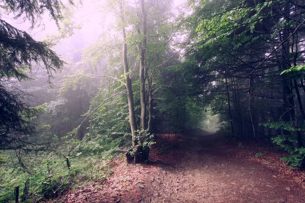 Paesaggio Forestale Nel Tempo Nebbioso — Foto Stock