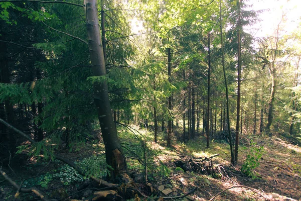 Ormanlı Polonya Avrupa Dağların Manzarası — Stok fotoğraf