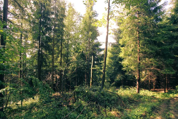 Paysage Montagnes Avec Forêt Pologne Europe — Photo