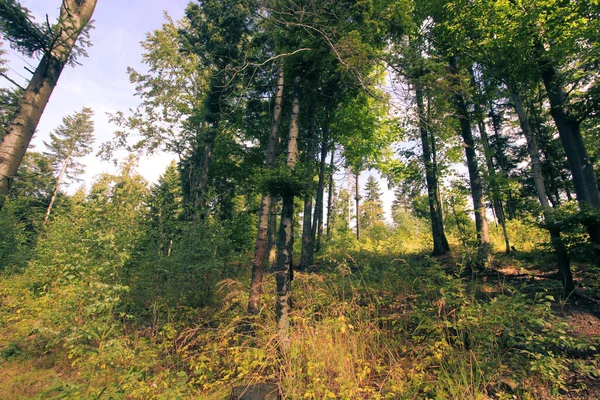 Ormanlı Polonya Avrupa Dağların Manzarası — Stok fotoğraf
