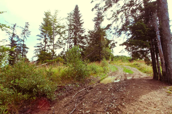 Paesaggio Montagne Con Foresta Polonia Europa — Foto Stock