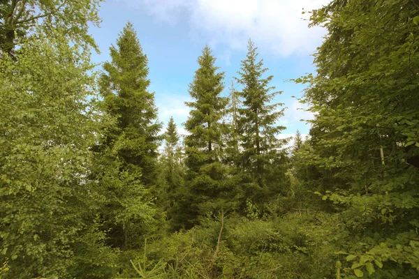 Landschap Van Bergen Met Bos Polen Europa — Stockfoto