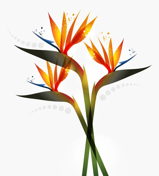 Bird of Paradise flower — Stock Vector