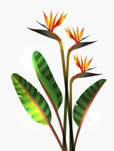 Bird of Paradise flower and stem — Stock Vector