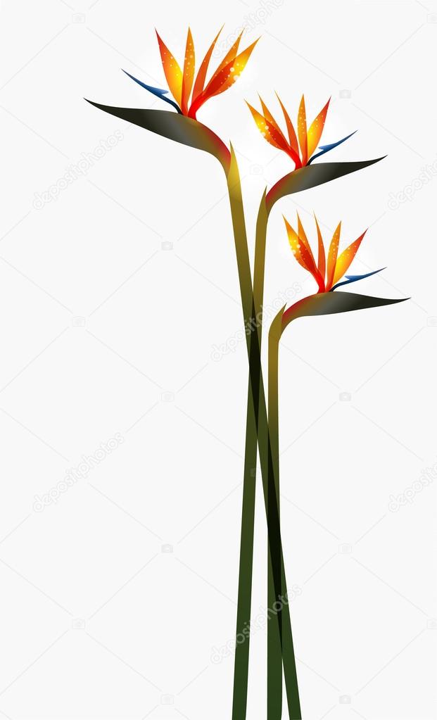 Bird of Paradise flower isolated