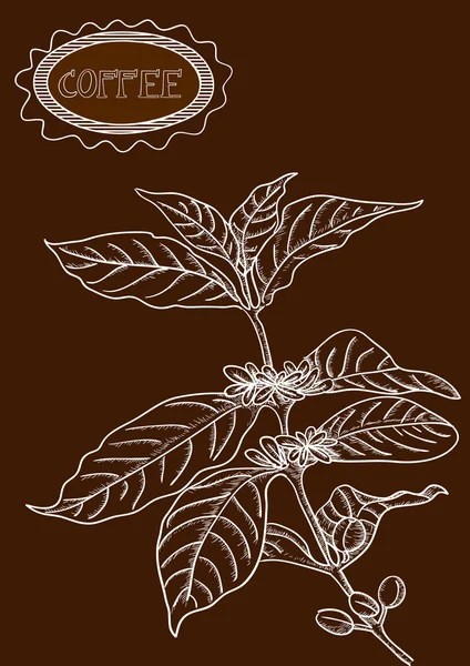 Ilustração planta de café desenhado à mão — Vetor de Stock