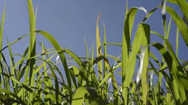 Zielona trawa pole nad słonecznym błękitne niebo — Wideo stockowe