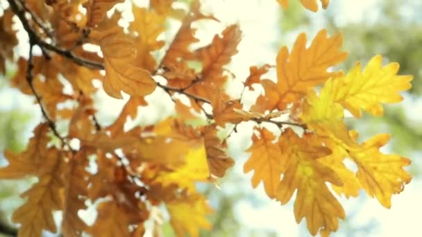 Vibrant colors autumn close up tree leaves — Stock Video
