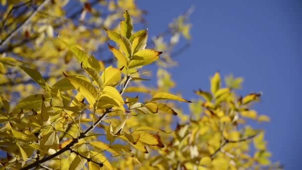 Крупним планом осіннє листя на фоні блакитного неба — стокове відео