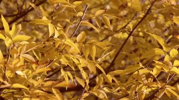 Primer plano hojas de otoño fondo — Vídeo de stock