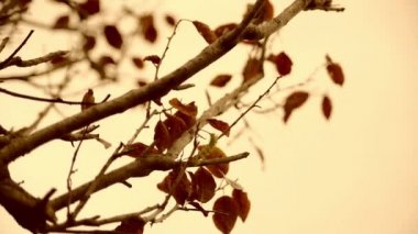 Vintage Sonbahar zaman hareketli yaprakları yakın