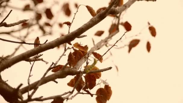 Automne, Rétro couleurs chaudes mouvement automne feuilles arbre gros plan — Video