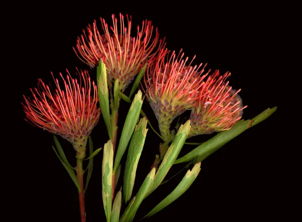 Protea — Stock Photo, Image