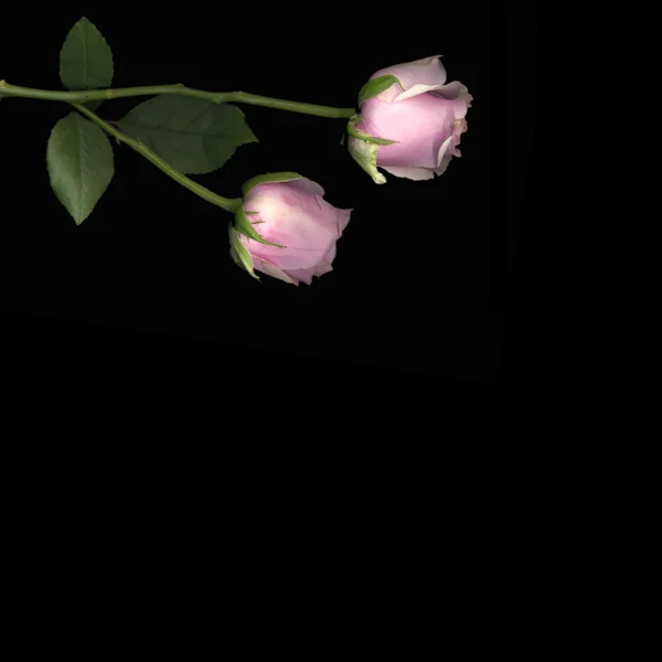 Rosa sobre negro — Foto de Stock