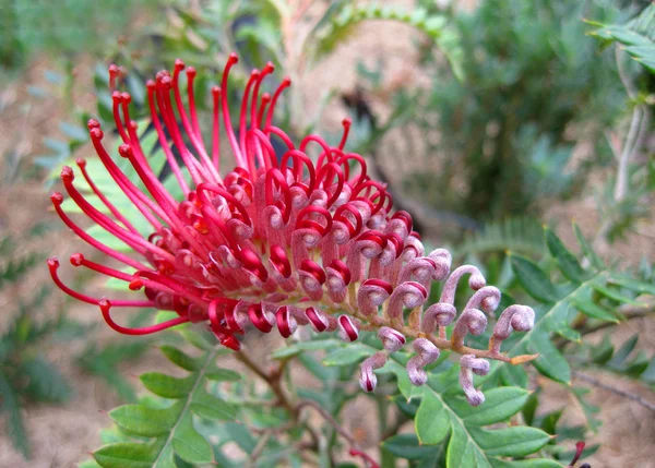 Grevillea — стоковое фото