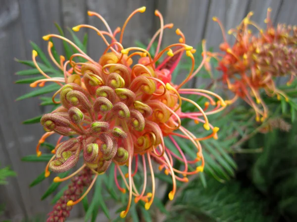 Grevillea — Fotografia de Stock