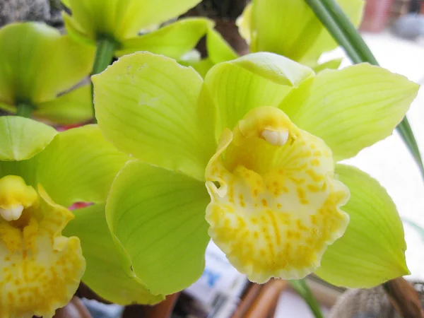 Orkide Stok Resim