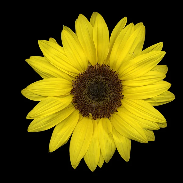 Sunflower — Stock Photo, Image