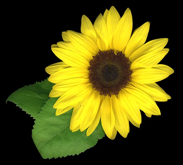 Girasole — Foto Stock