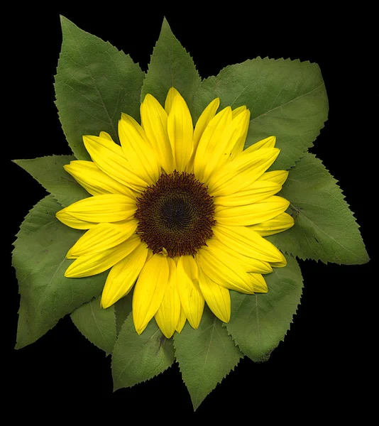 Girasole — Foto Stock