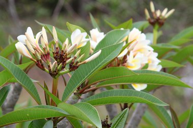 Frangipani