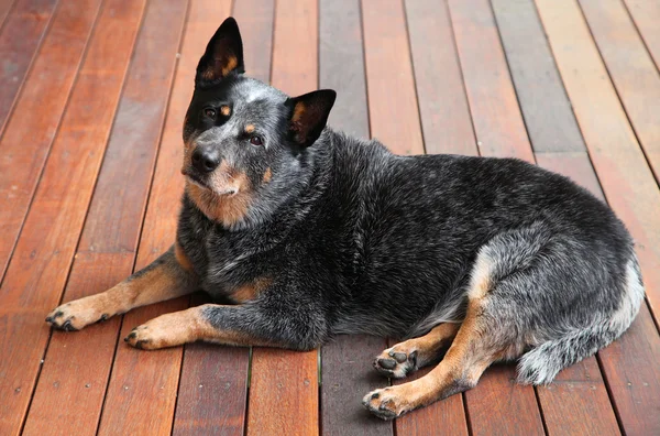 Blå heeler — Stockfoto