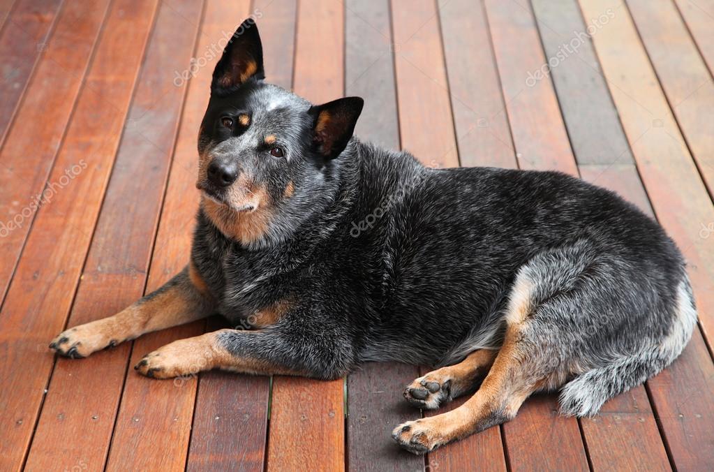 Blue heeler — Stock Photo © jacquimartin 14319737