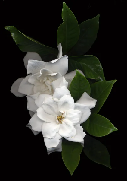 Gardenia Ordförande — Stockfoto