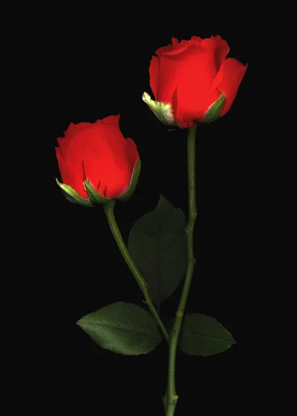 Red roses — Stock Photo, Image