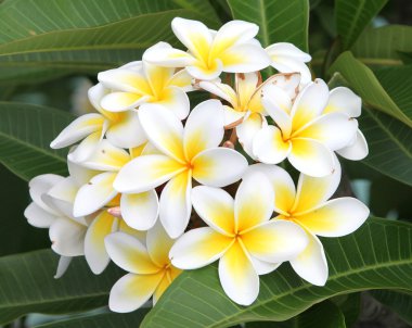 Frangipani