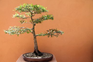 Bonsai