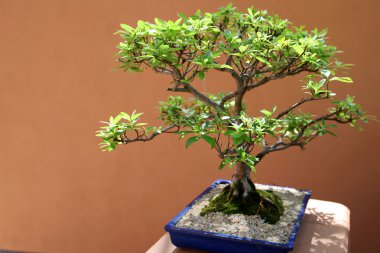 Bonsai