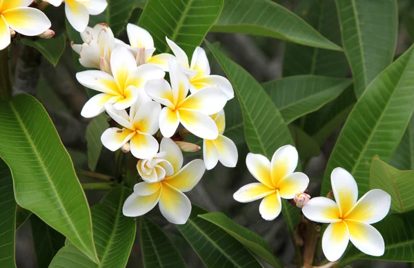 Frangipani — Zdjęcie stockowe