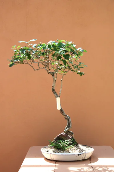 Bonsai — Stockfoto