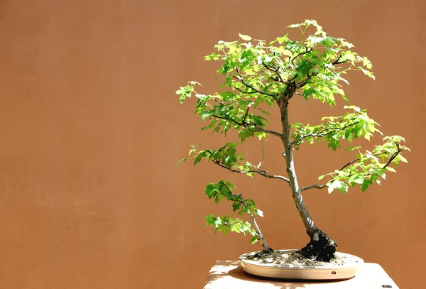 Bonsai — Stock Photo, Image