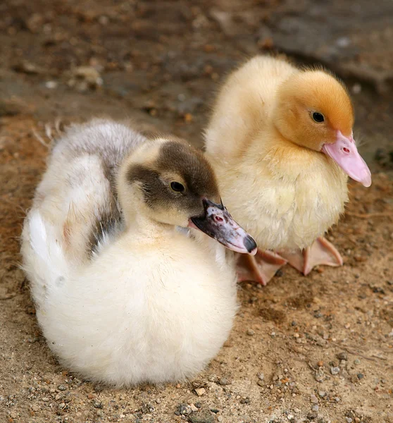 Closeup of ducklings — Stock Photo, Image