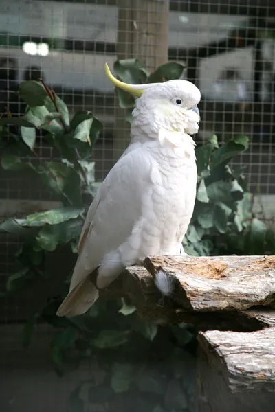 Cockatoo — Stock Photo, Image