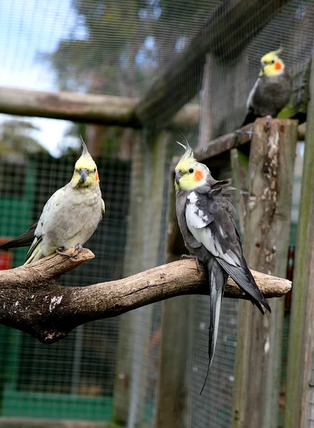 Cockatoo — Stock Photo, Image