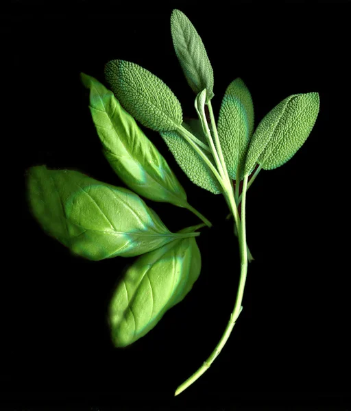 Herbs — Stock Photo, Image