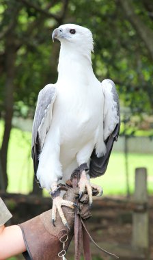 kartal